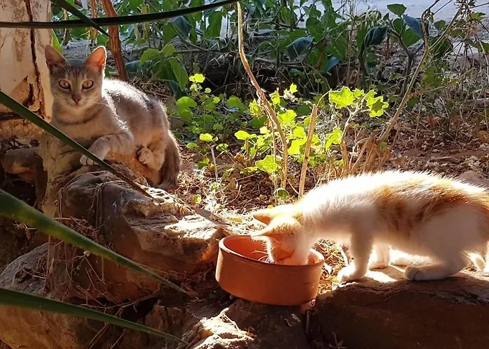 Franziska - 2 * Naousa